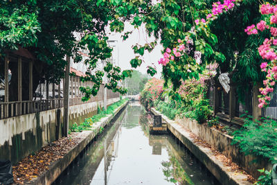 Canal amidst flowering plants and trees