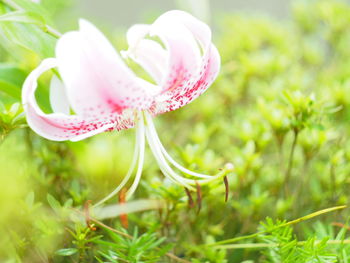 Close-up of pink flowering plant on field