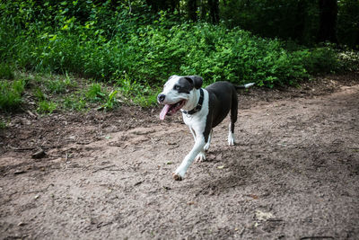 Dog running in a field