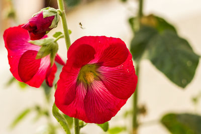 Close-up of red flower blooming outdoors