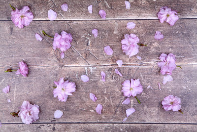 High angle view of pink cherry blossoms on wood