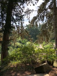 Trees growing in forest