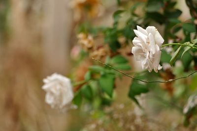 Close-up of white flowering plants