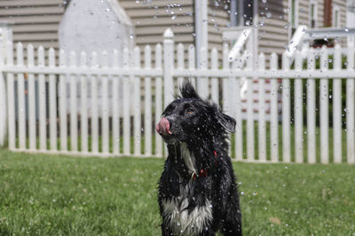Dog playing with hose 