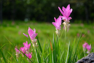 Close-up of pink crocus blooming on field