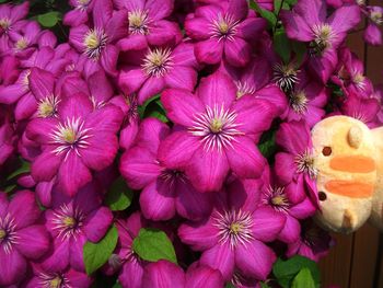 Close-up high angle view of pink flowers