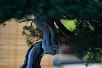 Close-up of bonsai tree