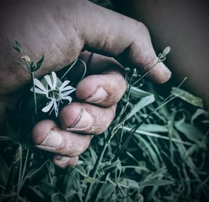 Close-up of hand holding rose plant