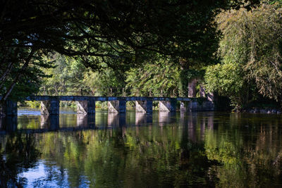 Bridge over lake in forest