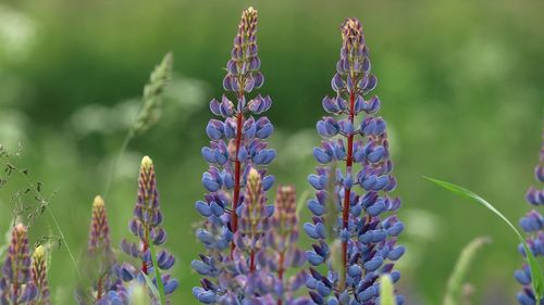 Close-up of purple flowering plants on field