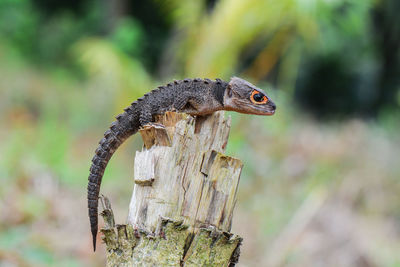 Close-up of lizard on wood