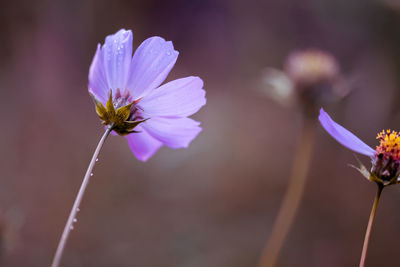 Close-up of bee on flower