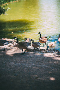 Canada geese on lake