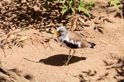 White-headed lapwing called vanellus albiceps perches on a rock. 