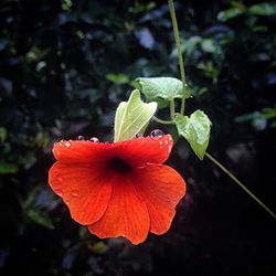 Close-up of red hibiscus blooming outdoors