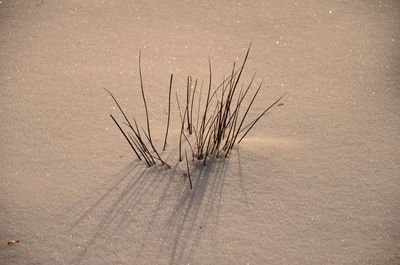 Close-up of sand on beach