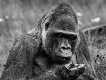 Bao bao, western lowland gorilla