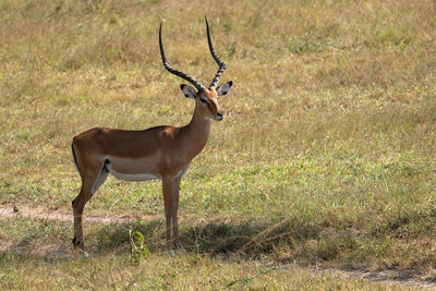 Impala, aepyceros melampus,  national parks of uganda