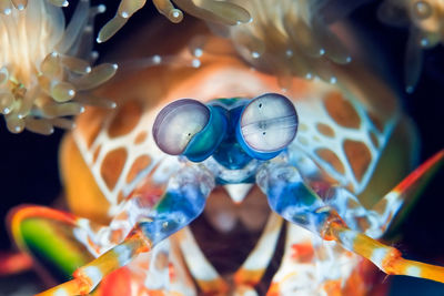 Close-up of jellyfish swimming in sea