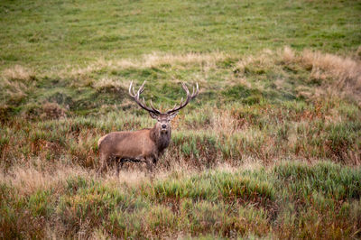 Deer standing on field