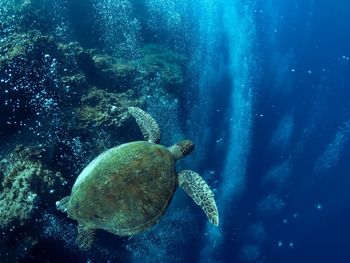 Jellyfish swimming in sea