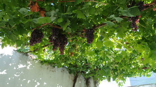 Plants growing on tree
