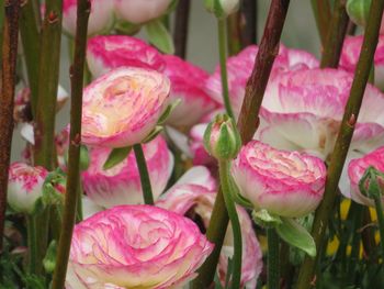 Close-up of pink rose bouquet