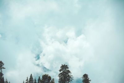 Low angle view of trees against sky