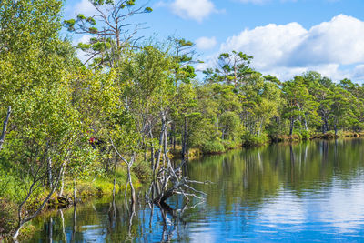 Scenic view of lake by trees against sky