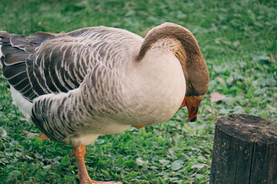 Close-up of goose perching on field