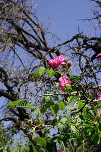 Low angle view of pink flowers blooming on tree