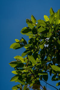 Low angle view of leaves against clear blue sky