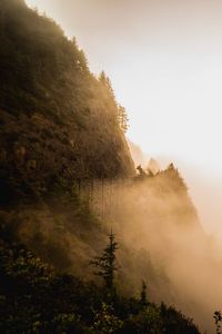 Scenic view of forest against sky