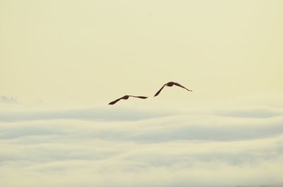 Low angle view of bird flying against sky