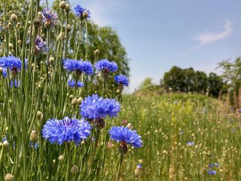 Low angle view of wildflowers growing in field