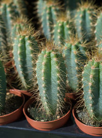 Close-up of potted cactus plants