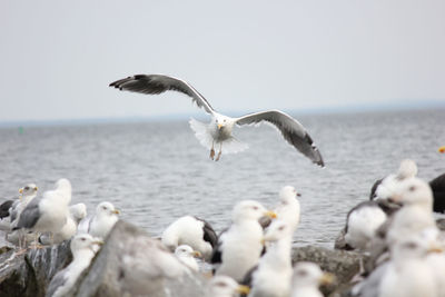 Seagulls flying over sea on a coast