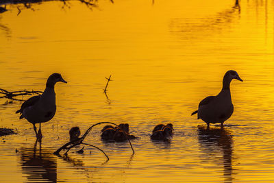 Ducks swimming in lake during sunset