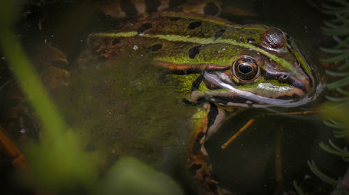 Close-up of turtle in water