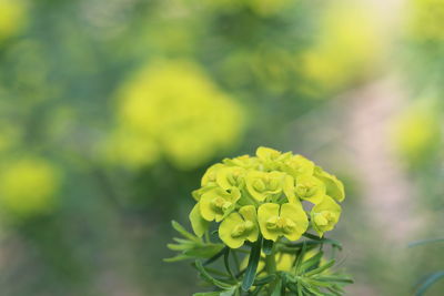 Close-up of yellow flowering plant