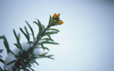 Close-up of flower in water