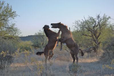 View of a horse on field