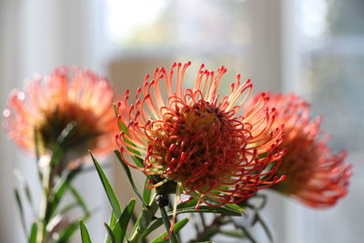 Close-up of red flowering plant