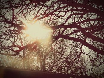 Low angle view of bare trees against sky