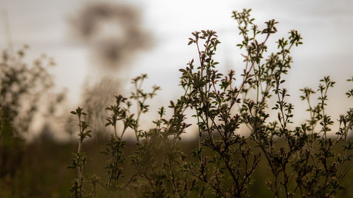 Close-up of white flowering plants on field