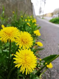 Close-up of yellow flowers blooming outdoors