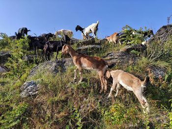 View of goats on field