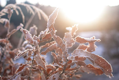 Close-up of dry leaves on frozen land