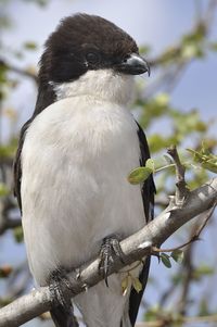 Close-up of bird perching