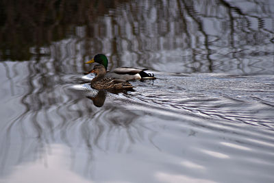 Mallard ducks swimming in lake